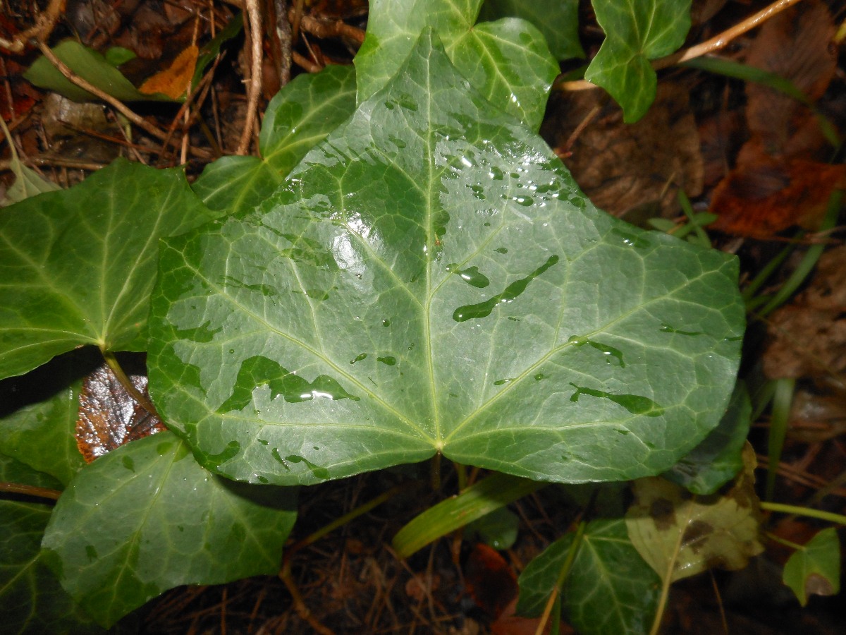 Hedera hibernica / Edera irlandese